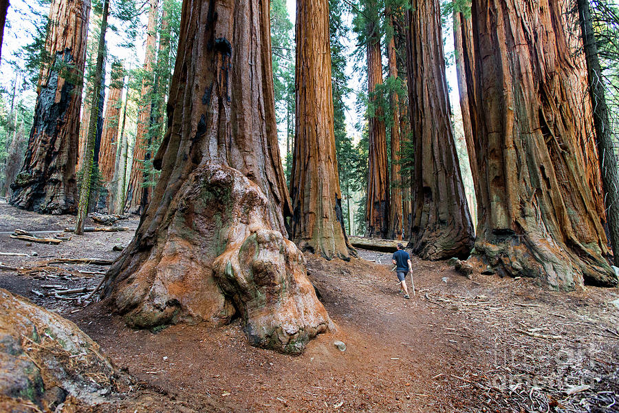 Giant Sequoias Photograph by Erin Marie Davis