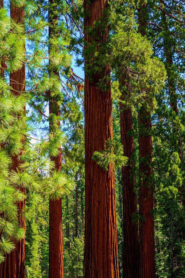 Giant Sequoias in Mariposa Grove 2 Photograph by Lindsay Thomson