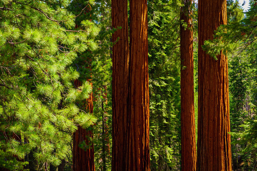 Giant Sequoias in Mariposa Grove 3 Photograph by Lindsay Thomson