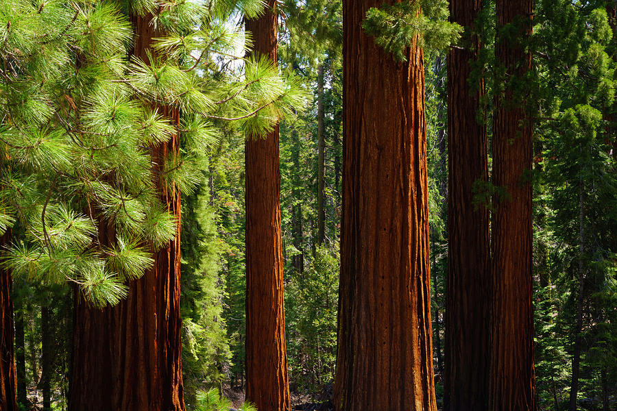 Giant Sequoias in Mariposa Grove Photograph by Lindsay Thomson