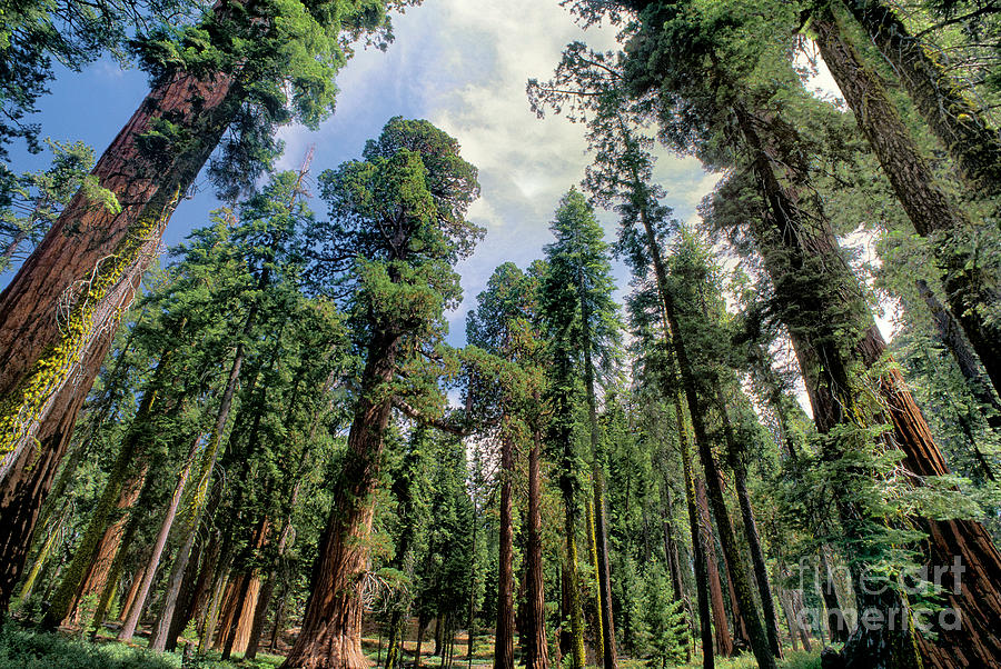 Giant Sequoias Sequoiadendron Gigantium Yosemite Photograph by Dave Welling
