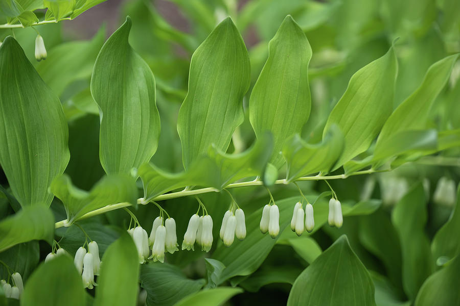 Giant Solomon Seal Bell Shape Flowers Photograph by Artur Bogacki ...