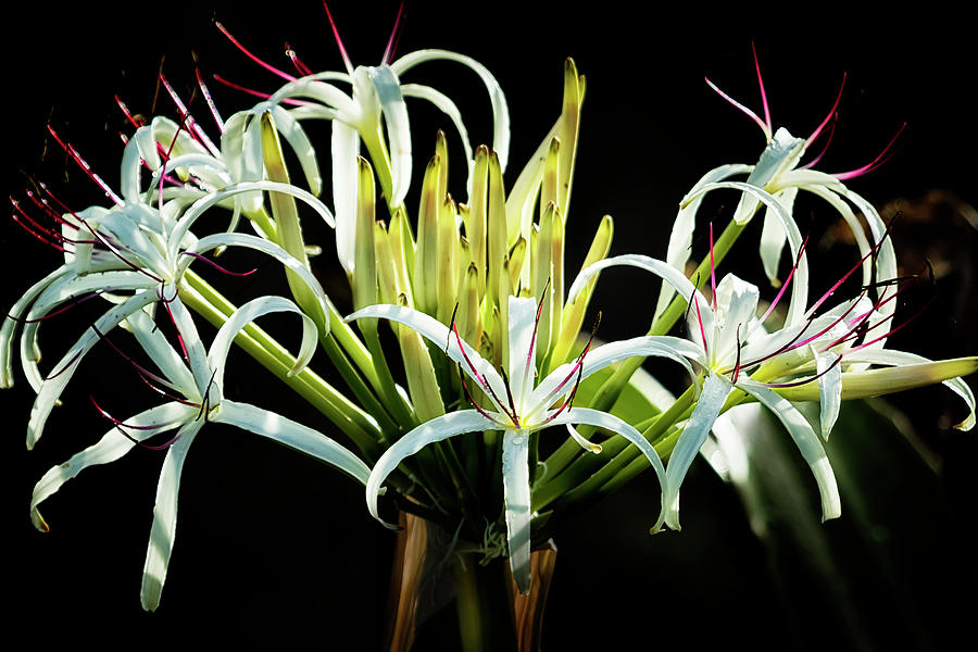 Giant Spider Lily Photograph