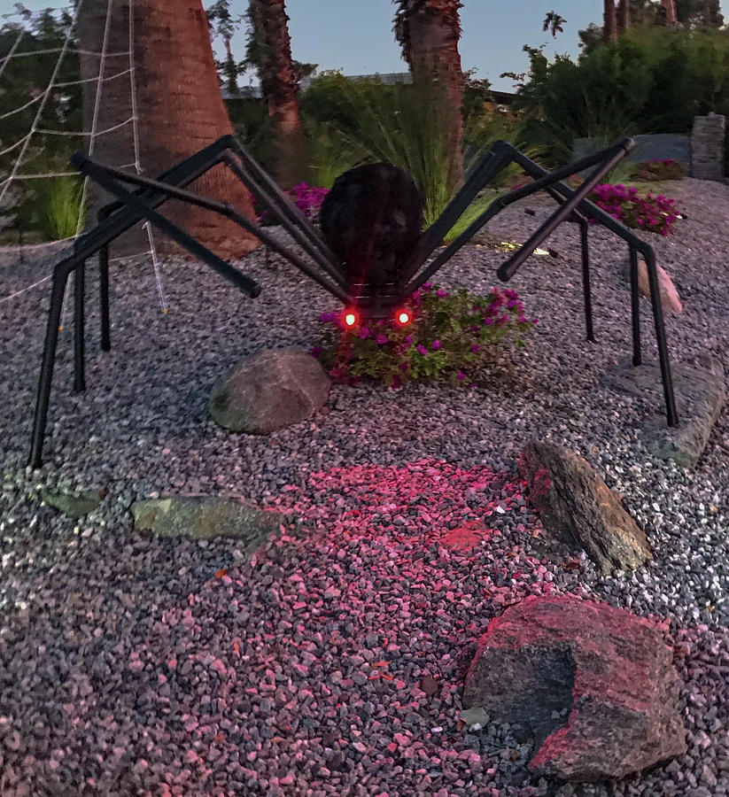 Giant Spider  Photograph by Matthew Bamberg