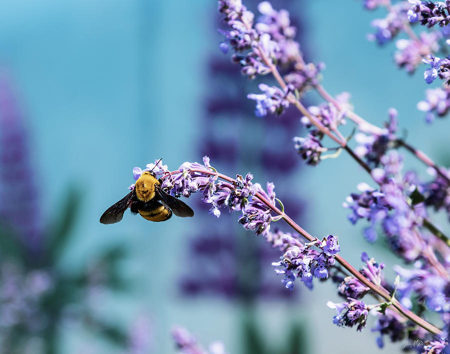 Giant Spring Bumble Bee Hanging From Purple Lupine Flowers Photograph by Jason McPheeters