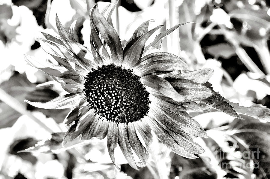 Giant Sunflower - Black And White Photograph by Jack Andreasen - Fine ...