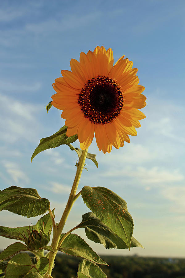 Giant Sunflower Photograph by Kathleen Groethe Miller - Fine Art America