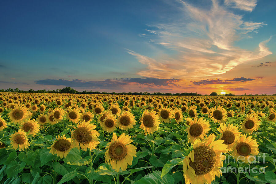 Giant Sunflowers Field at Sunset Photograph by Bee Creek Photography - Tod and Cynthia