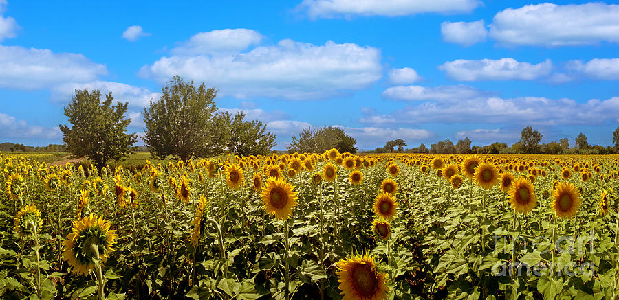 Giant Sunflowers Panorama Photograph by David Zanzinger