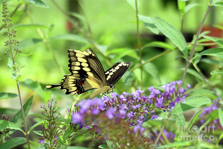 Giant Swallowtail Photograph by Amy Dundon