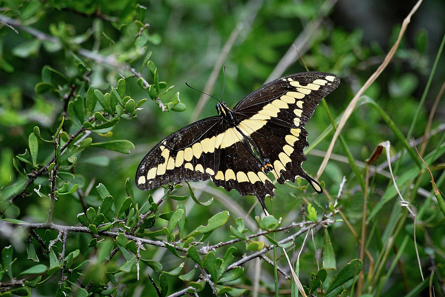 Giant Swallowtail Photograph by Betty Depee