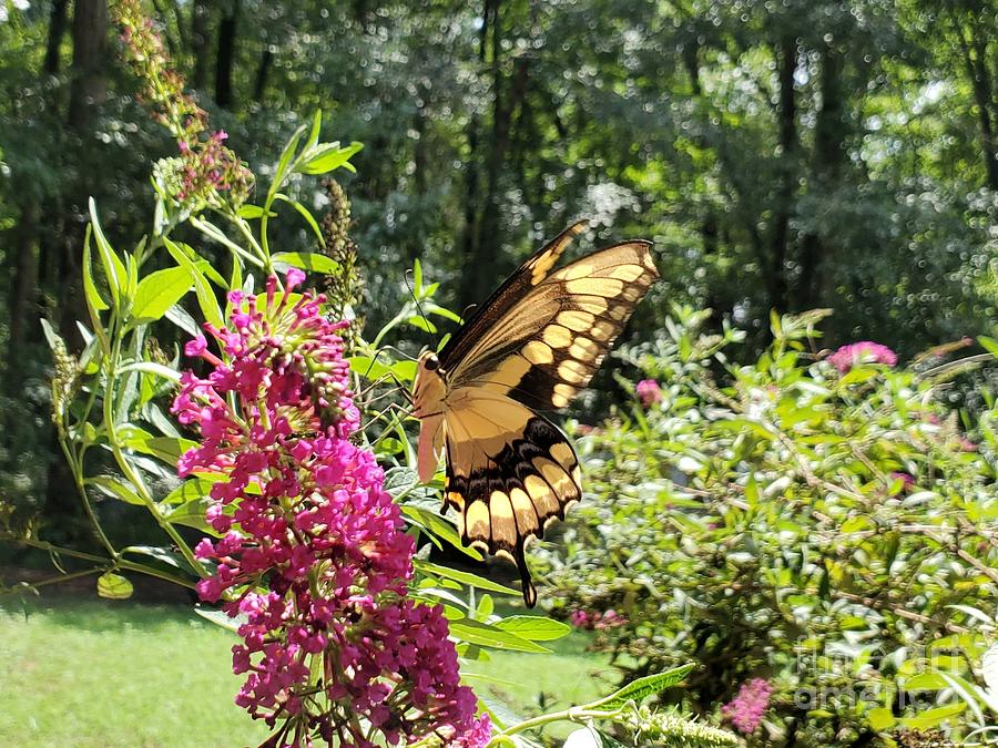 Giant Swallowtail Butterfly #1 Photograph by Donna Brown