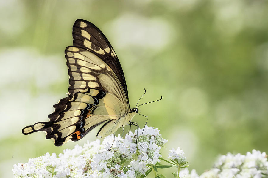 Giant Swallowtail in afternoon light Digital Art by Paulette Marzahl