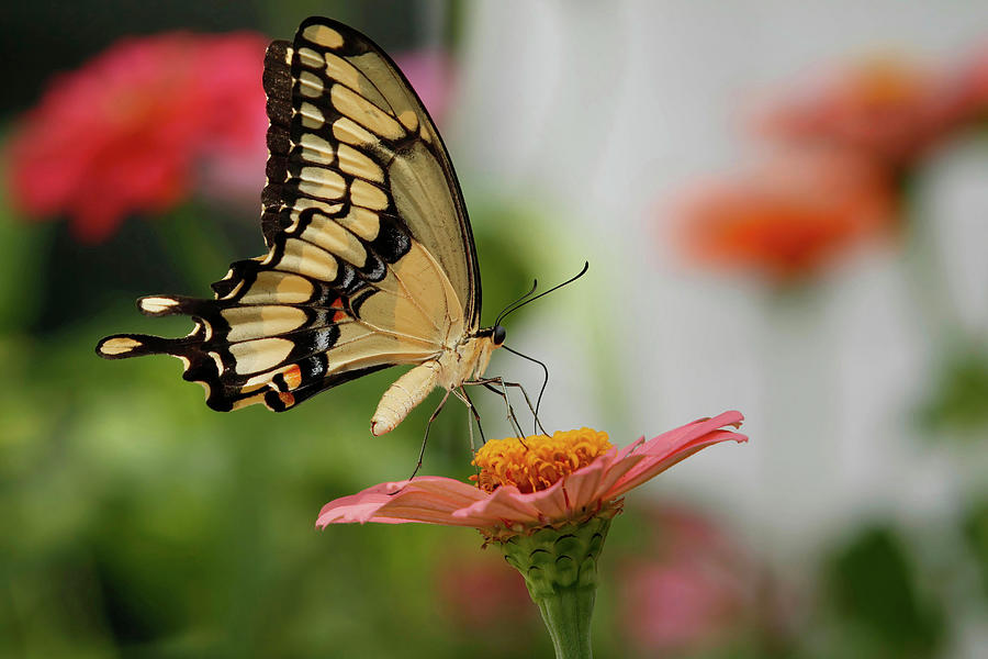 Giant Swallowtail Digital Art by Jerry Dalrymple - Fine Art America