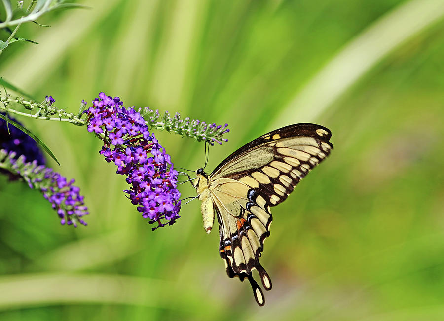 Giant Swallowtail On Butterfly Bush Photograph