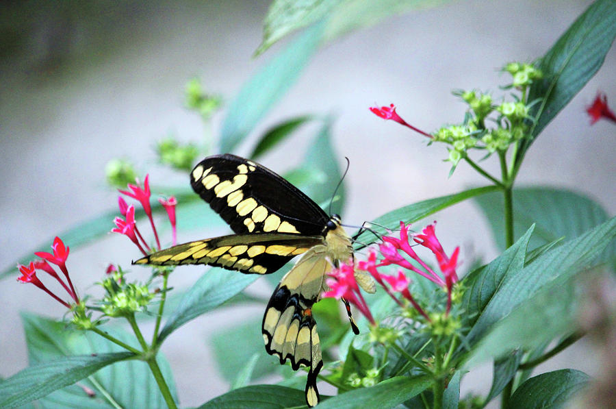 Giant Swallowtail On Pink Flower Photograph by Cynthia Guinn