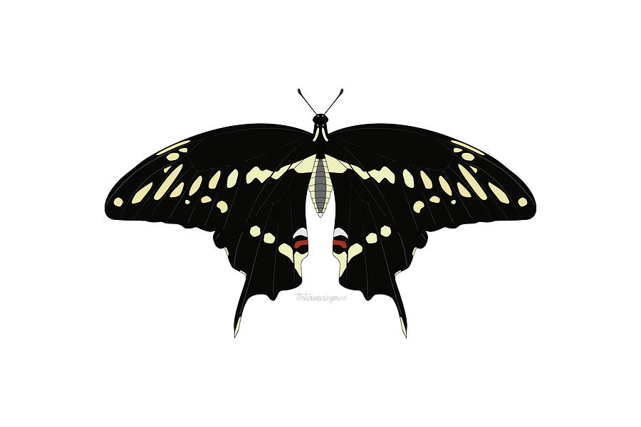 Giant Swallowtail Digital Art by Teresamarie Yawn