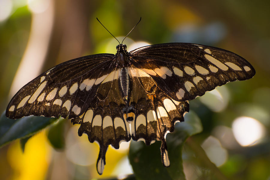 Giant swallowtail Photograph by Zina Stromberg