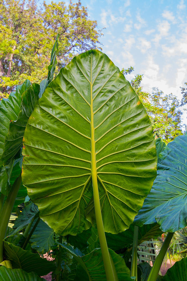 Giant Taro leaves (Alocasia) Photograph by James63
