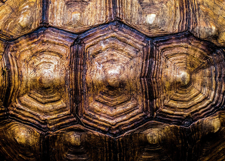 Giant Tortoise Carapace Photograph by Hakon Soreide