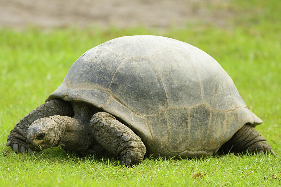 Giant Tortoise Photograph by Celso Diniz | Pixels