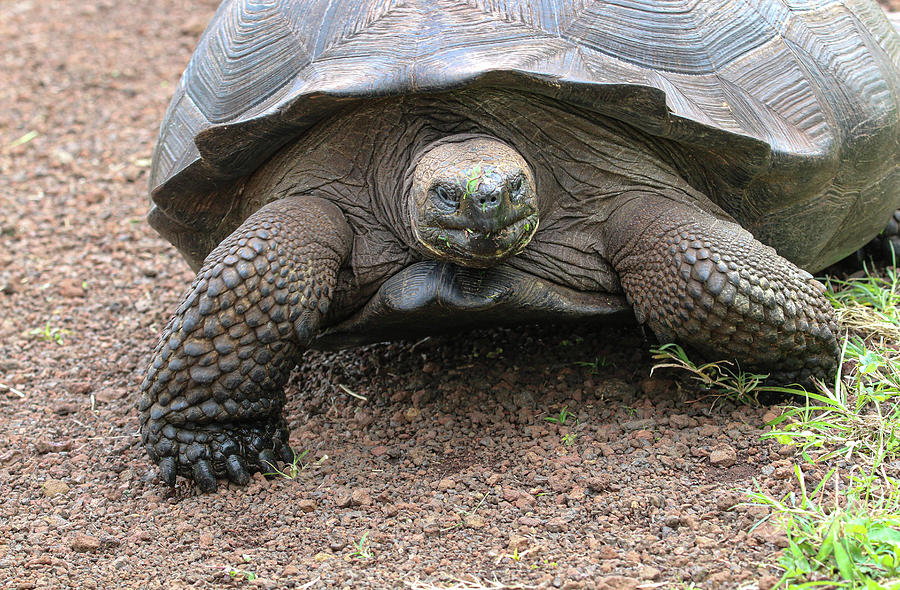 Giant Tortoise Charging Photograph by Susan Matson | Pixels