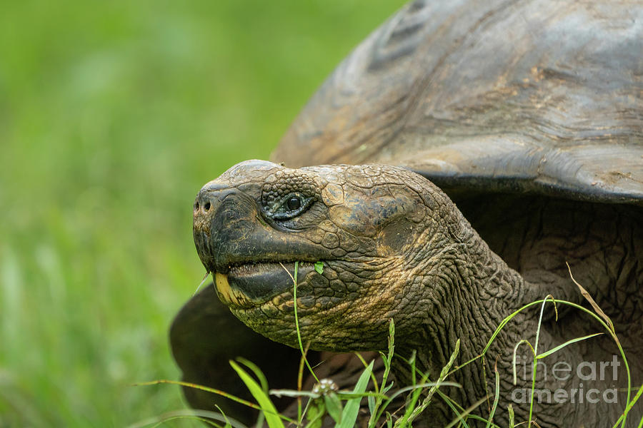 Giant Tortoise Close-Up Photograph by Nancy Gleason
