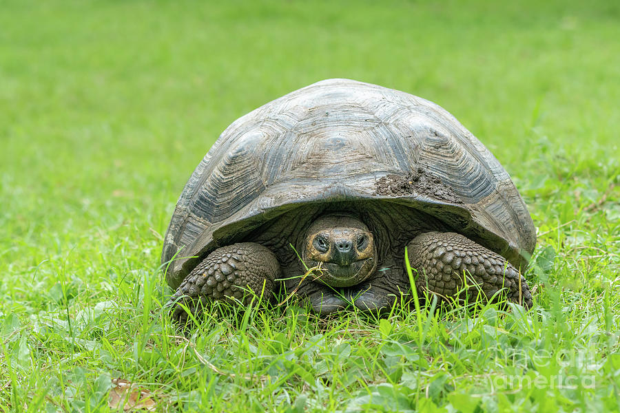 Giant Tortoise Eating Grass Photograph by Nancy Gleason