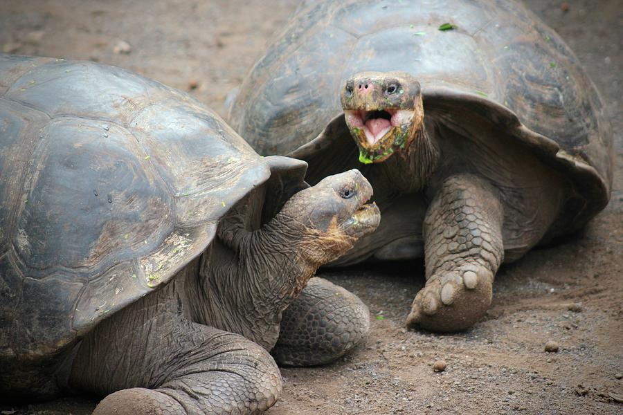 Giant Tortoise Fight Photograph by Joy Buckels