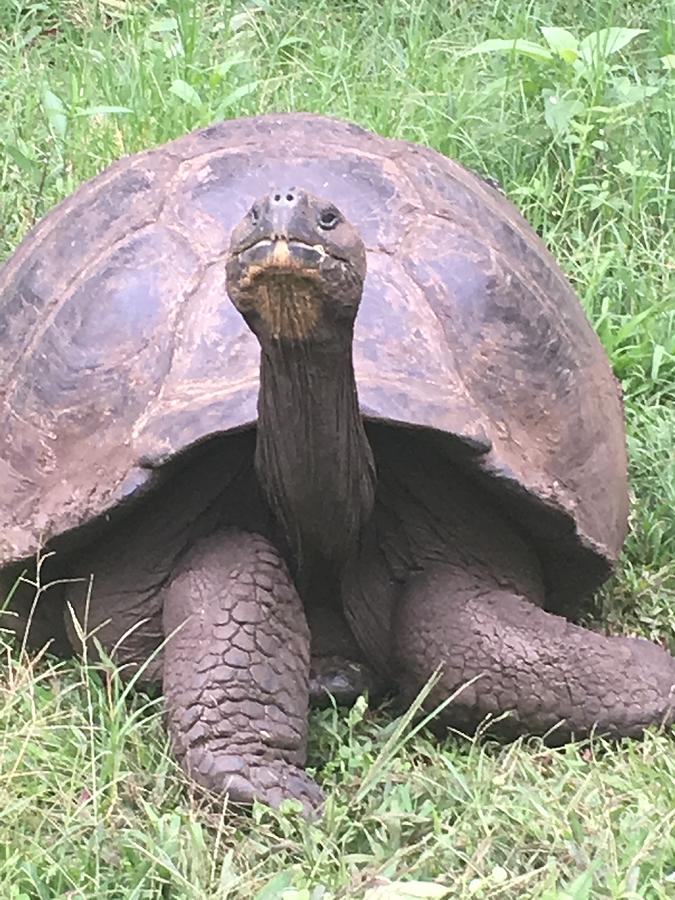 Giant Tortoise Photograph by Gordon Goldhaber - Fine Art America