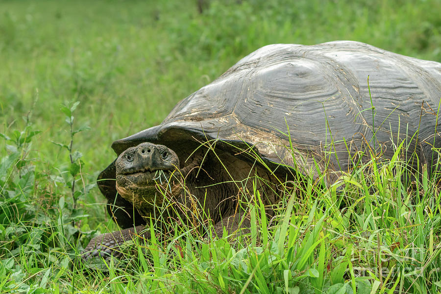 Giant Tortoise Looking at You Photograph by Nancy Gleason