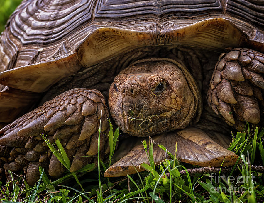 Giant Tortoise Photograph By Nick Zelinsky Jr Fine Art America