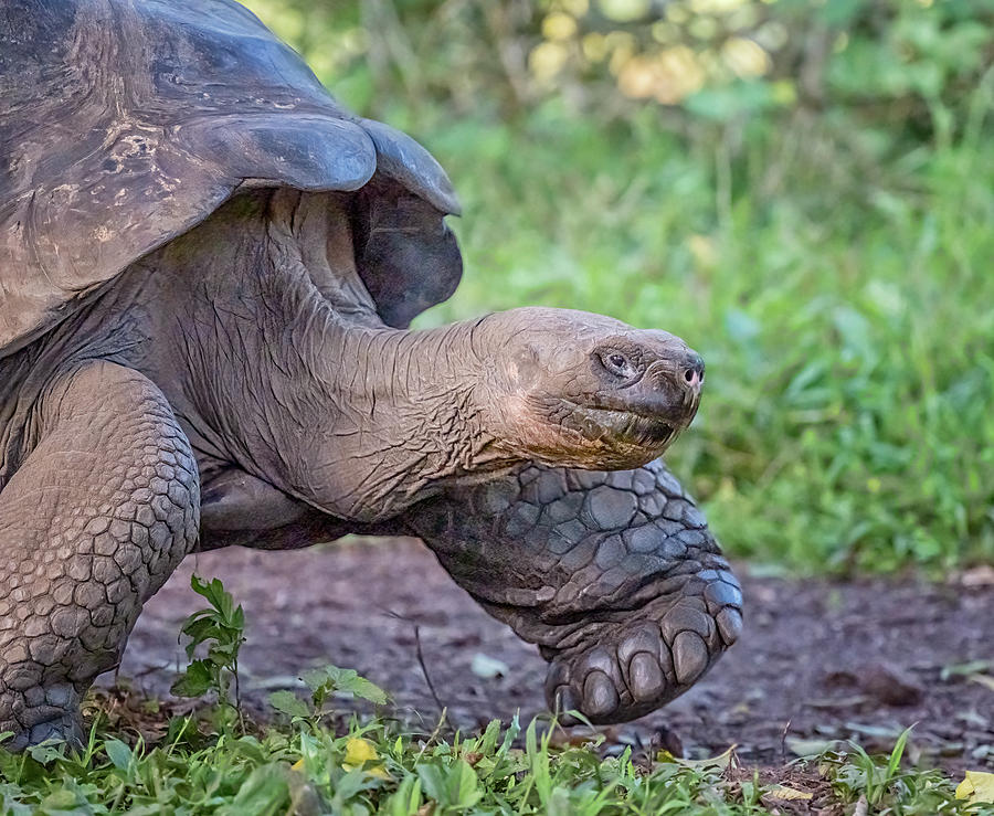 Giant Tortoise on the Move Galapagos Islands Photograph by Joan Carroll