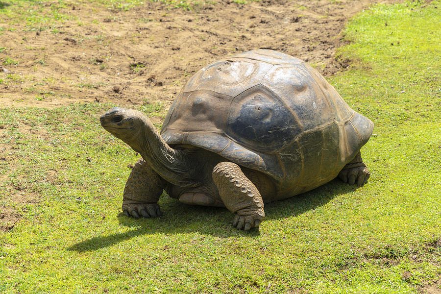 Giant tortoise, Pamplemousses Botanical Garden, Mauritius Photograph by Roberto Moiola / Sysaworld