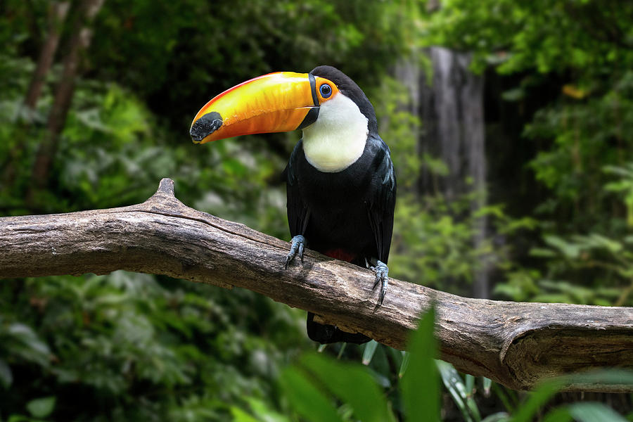 Giant Toucan and Waterfall Photograph by Arterra Picture Library