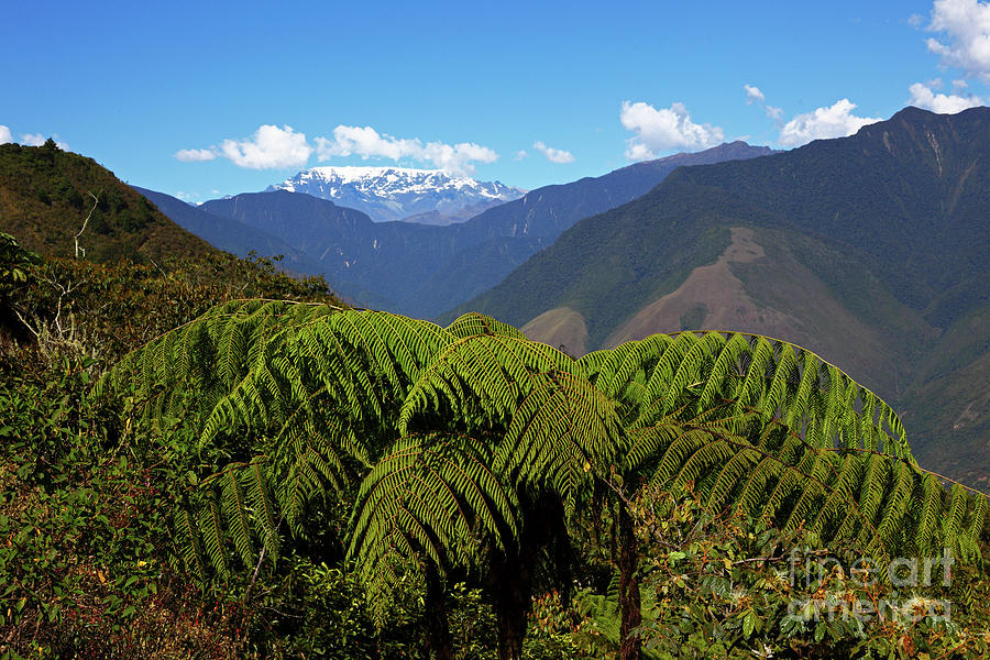 Giant tree fern and Mt Mururata Yungas Bolivia Photograph by James Brunker