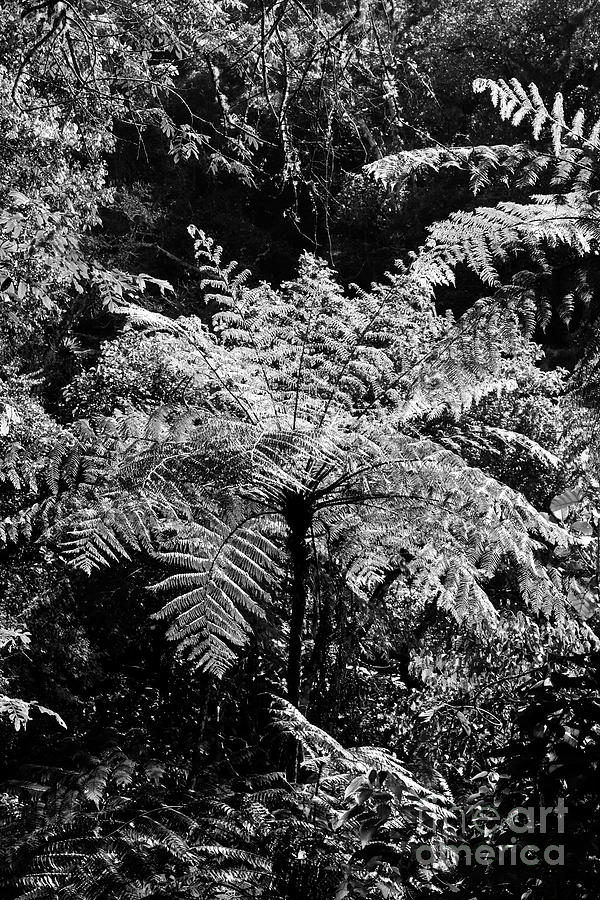 Giant tree fern black and white Photograph by James Brunker