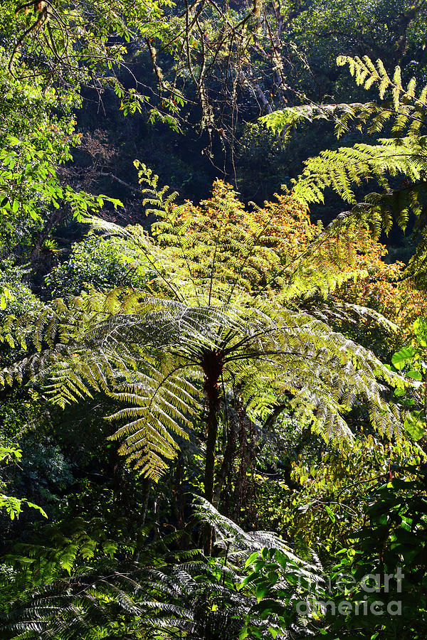 Giant tree fern in Yungas cloud forest Photograph by James Brunker