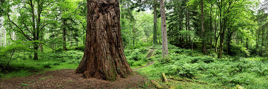Giant tree in scotland Photograph by Sonny Ryse