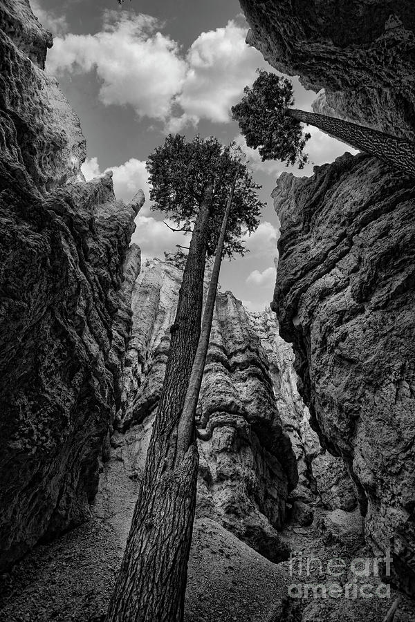 Bryce Canyon National Park Photograph - Giant Trees Growing Among Hoodoos Bryce Canyon National Park  by Chuck Kuhn
