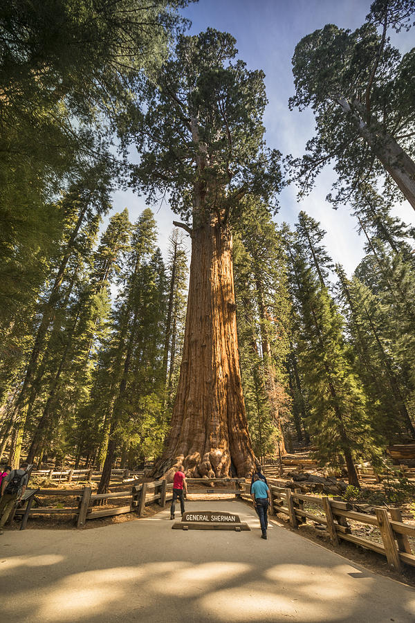 Giant trees in Sequoia National Park California USA Photograph by Pgiam