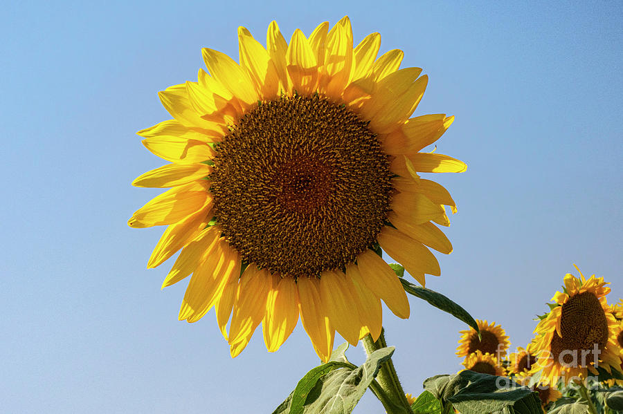 Giant Turkish Sunflower Photograph by Bob Phillips