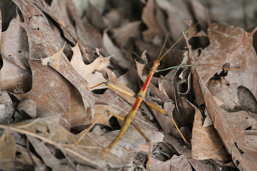 Giant Walkingstick Photograph by Callen Harty