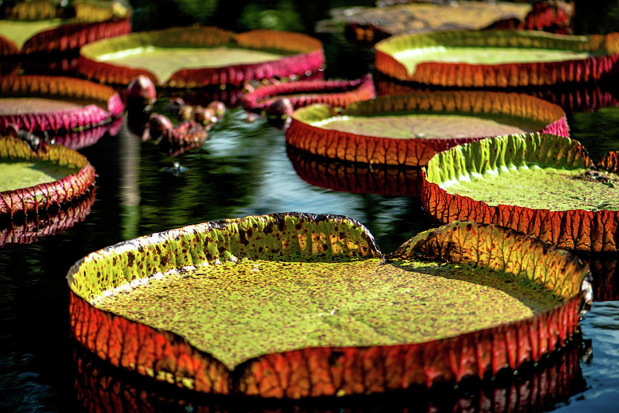 Giant Water Lily Pads Photograph by Debra Kewley