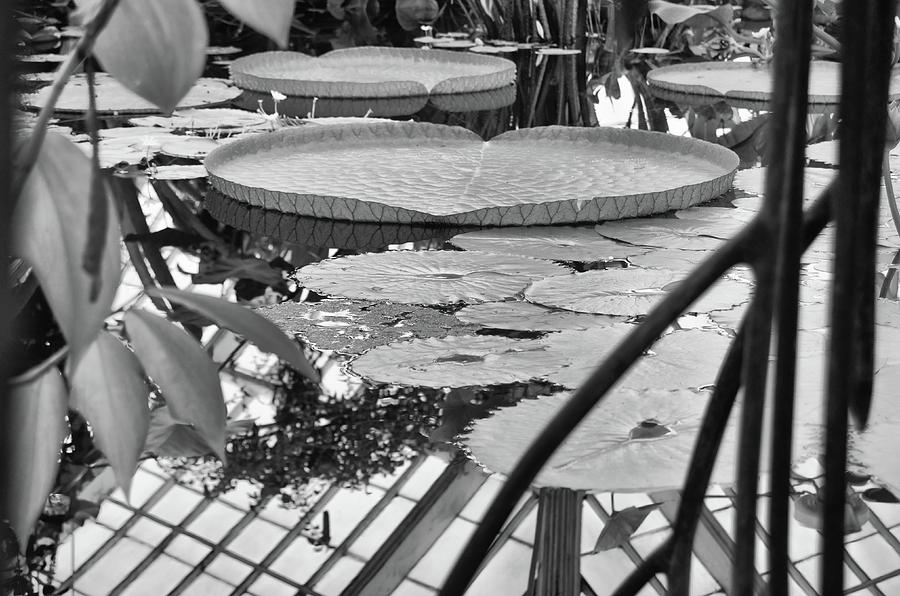 Giant Water Lily Pads and Greenhouse Reflections Inside Conservatory of Flowers San Francisco BW Photograph by Shawn OBrien