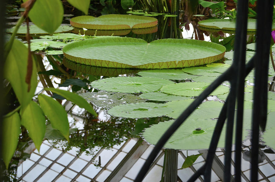 Giant Water Lily Pads and Greenhouse Reflections Inside Conservatory of Flowers San Francisco Photograph by Shawn OBrien