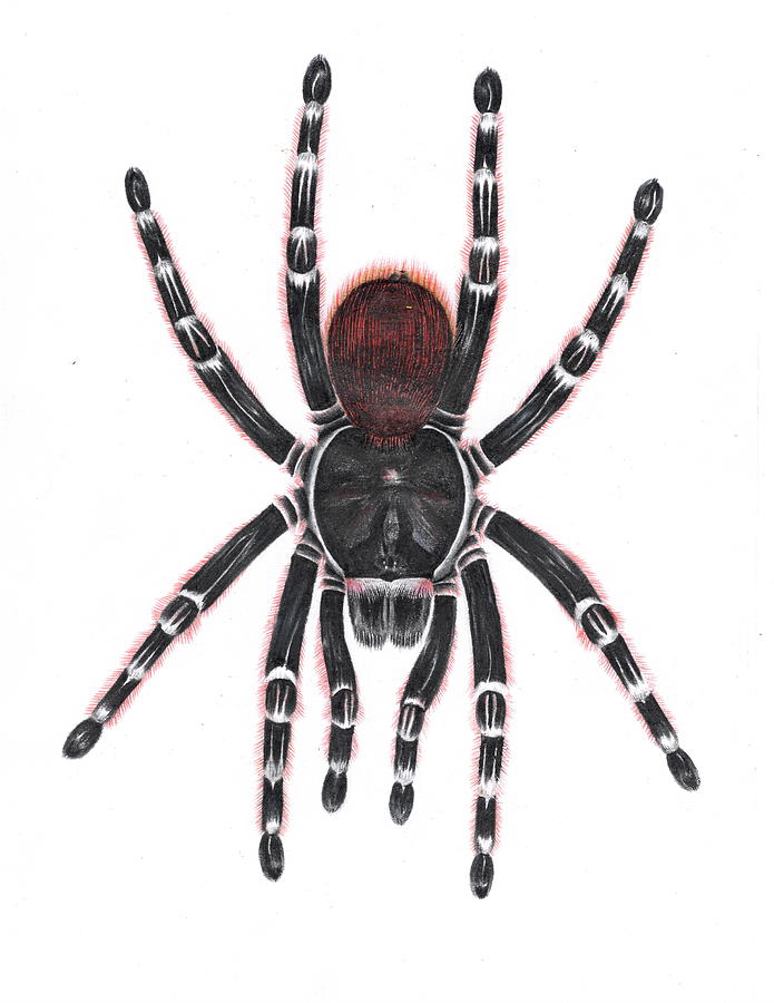 Acanthoscurria geniculate Drawing by Yichen Gao - Fine Art America