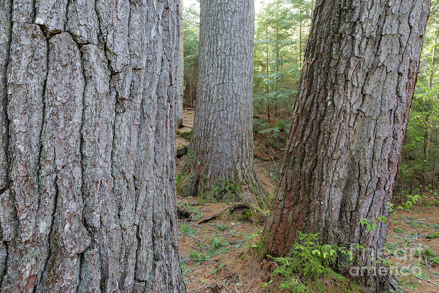 Giant White Pines - White Mountains New Hampshire Photograph by Erin Paul Donovan