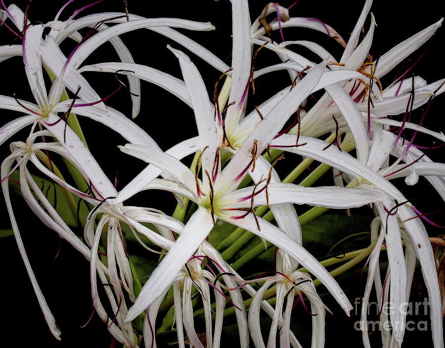Giant White Spider Lilies Photograph by Neala McCarten