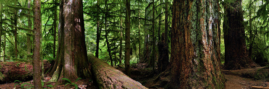 Giants - Canada Pacific Rim Vancouver Island Rain Forest Photograph by Sonny Ryse